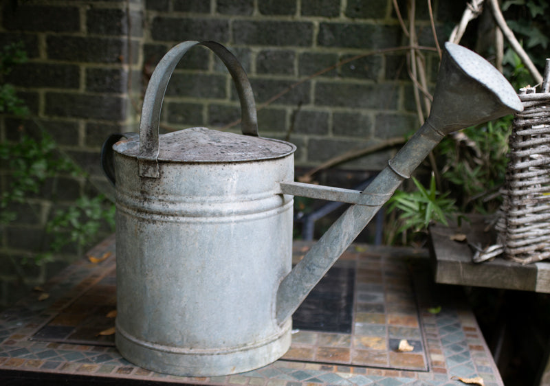 Vintage Watering Can With Rose