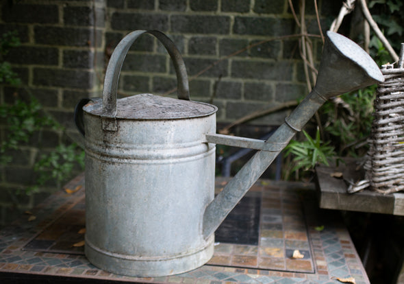Vintage Watering Can With Rose