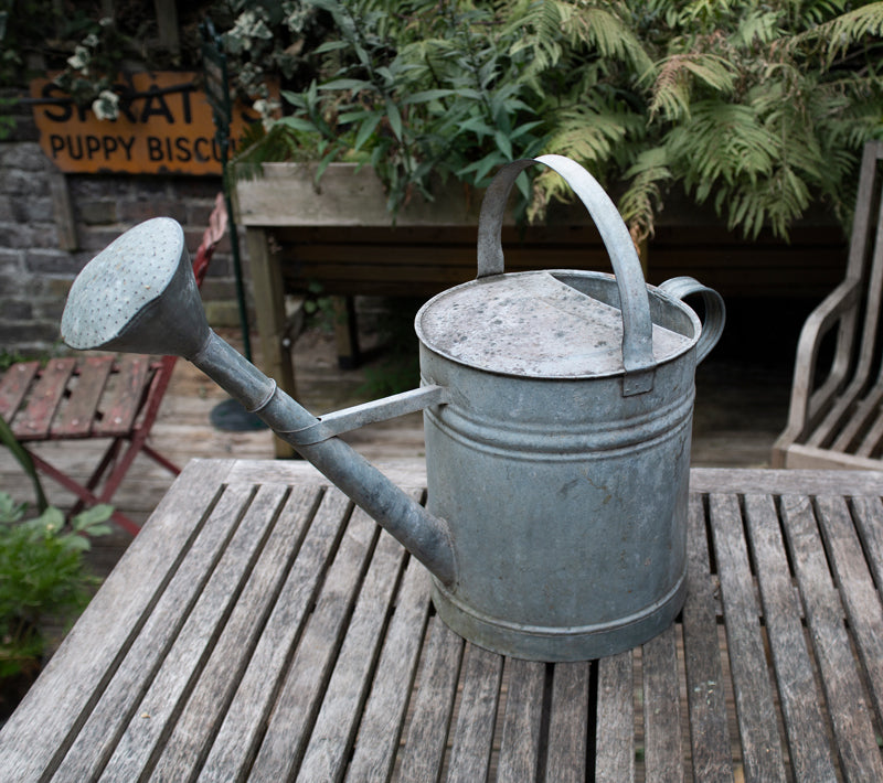 Vintage Watering Can With Rose